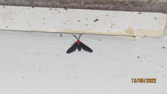 Psoloptera thoracica