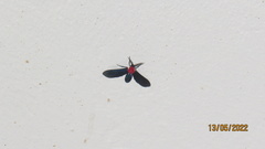 Psoloptera thoracica