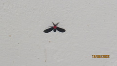 Psoloptera thoracica