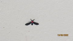 Psoloptera thoracica