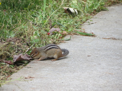 Eastern Chipmunk photographed in North Carolina
