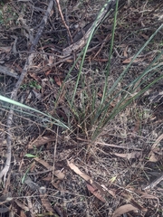Lomandra multiflora dura