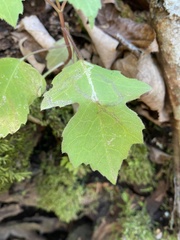 Liriomyza hypopolymnia
