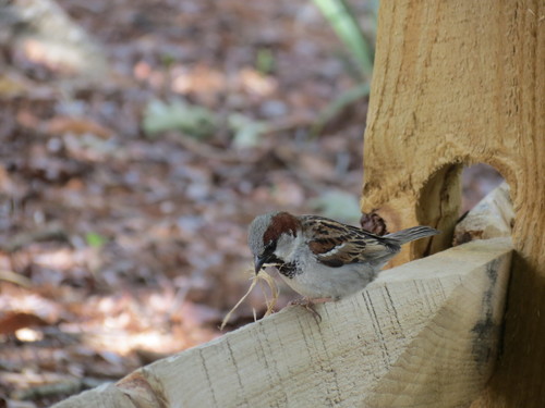House Sparrow photographed in North Carolina