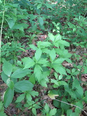 Artemisia stolonifera