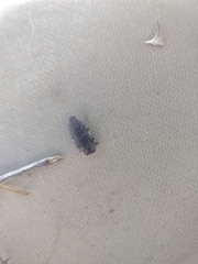 Chrysobothris culbersoniana