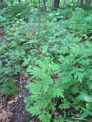 Artemisia sylvatica