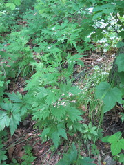 Artemisia sylvatica