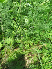 Asparagus oligoclonos