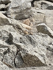 Callospermophilus lateralis chrysodeirus