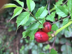 Pristomyrmex punctatus