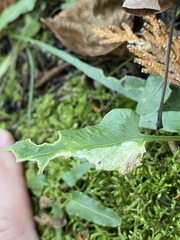 Phytoliriomyza felti