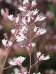 Heuchera elegans
