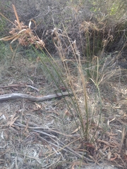 Cyperus vaginatus