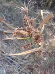 Cyperus vaginatus