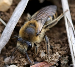 Colletes validus