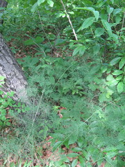 Asparagus oligoclonos