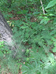 Asparagus oligoclonos