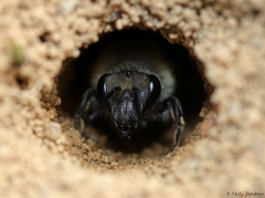 Colletes validus
