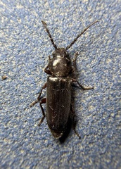 Asemum nitidum
