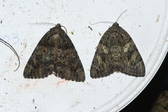 Catocala umbrosa