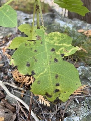 Liriomyza hypopolymnia
