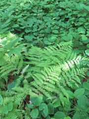 Athyrium rubripes