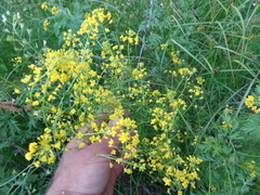 Rorippa brachycarpa