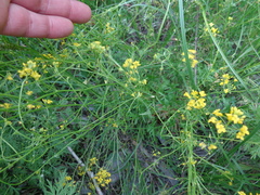 Rorippa brachycarpa