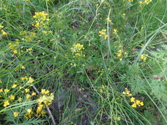 Rorippa brachycarpa