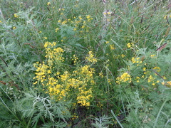 Rorippa brachycarpa