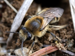 Colletes validus