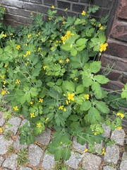 Chelidonium majus