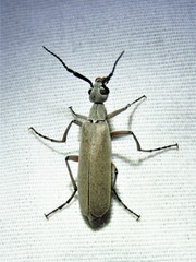 Epicauta polingi
