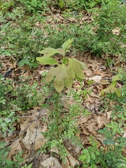 Sassafras albidum