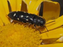 Acmaeodera decemguttata