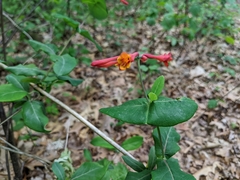 Lonicera sempervirens