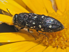 Acmaeodera decemguttata