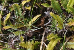 Anisotome filifolia