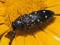 Acmaeodera decemguttata
