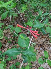 Lonicera sempervirens