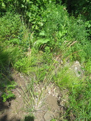 Helictochloa hookeri schelliana