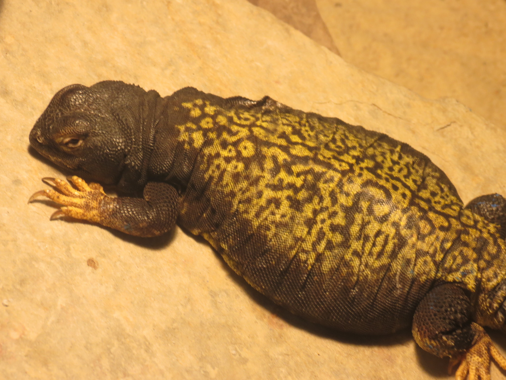 マリトゲオアガマ (亜種 Uromastyx dispar maliensis) · iNaturalist
