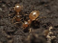 Brachymyrmex depilis