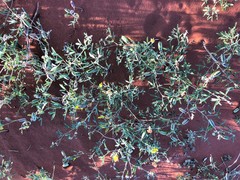 Crotalaria podocarpa