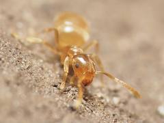 Brachymyrmex depilis