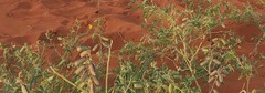 Crotalaria podocarpa