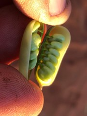 Crotalaria podocarpa