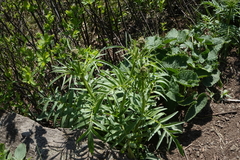 Valeriana rossica