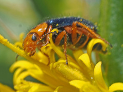Ascolhedybius hirtus